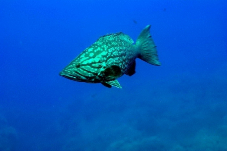 Grouper marmurkowy