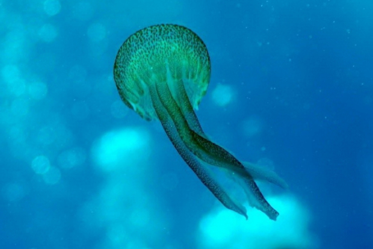 Meduza