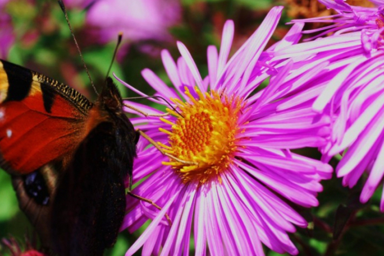 Motyl