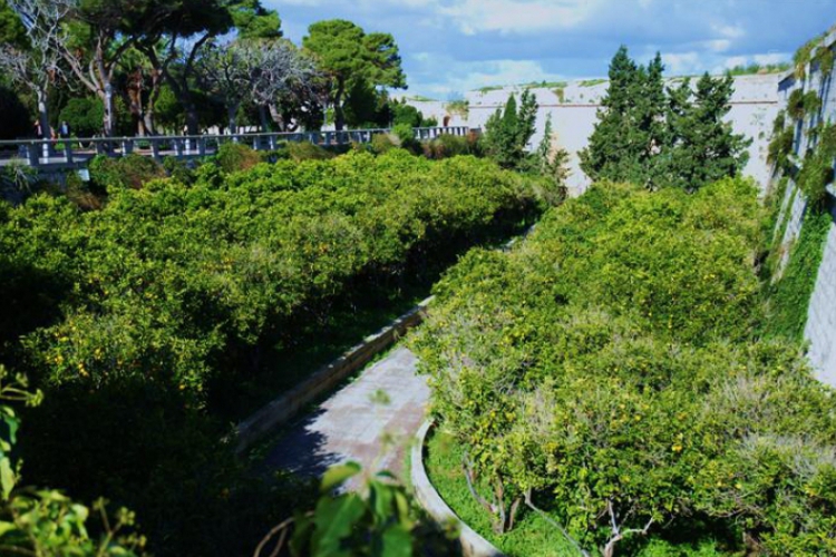 Mdina - sad cytrynowy