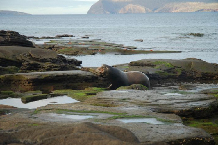 Galapagos