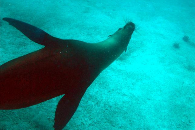 Galapagos