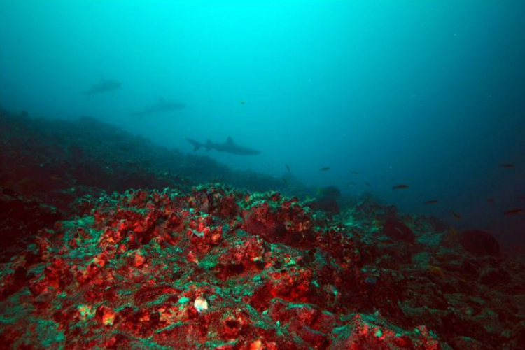 Galapagos