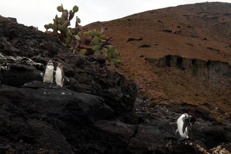 Galapagos