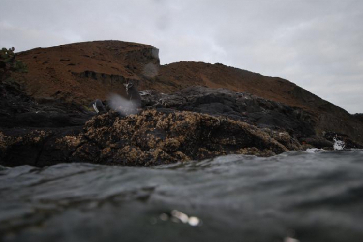 Galapagos