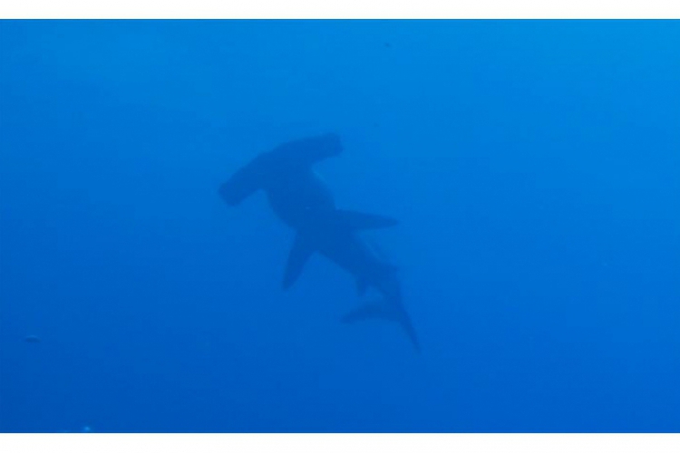 Galapagos