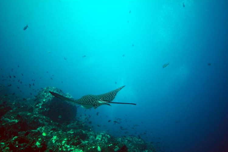 Galapagos