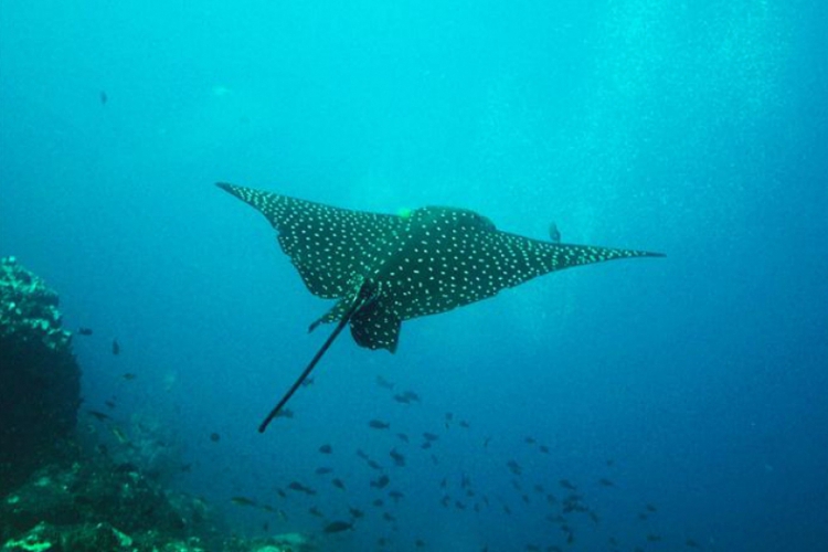 Galapagos