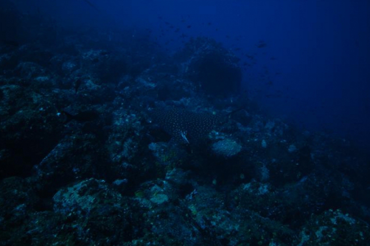 Galapagos