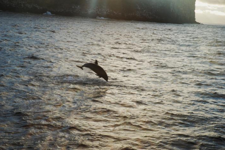 Galapagos