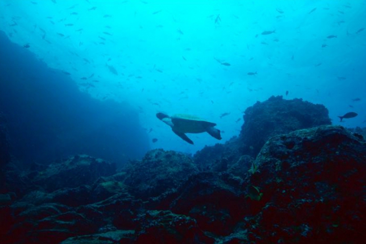 Galapagos