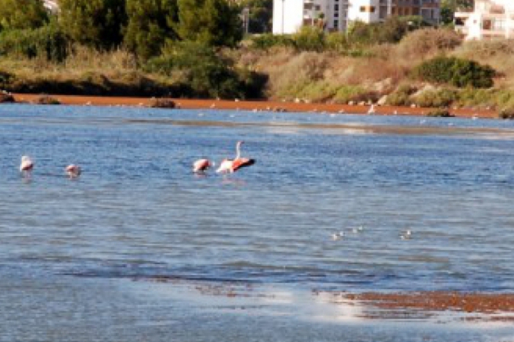 Calpe i flamingi w Europie na wolności