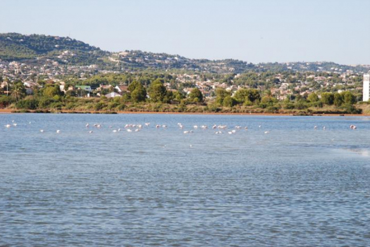 Calpe i flamingi w Europie na wolności