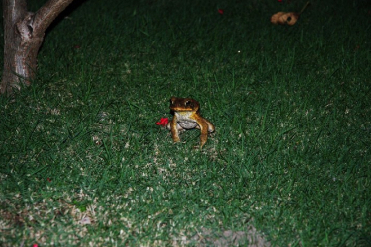 Wysoka żaba - wyspa Negros