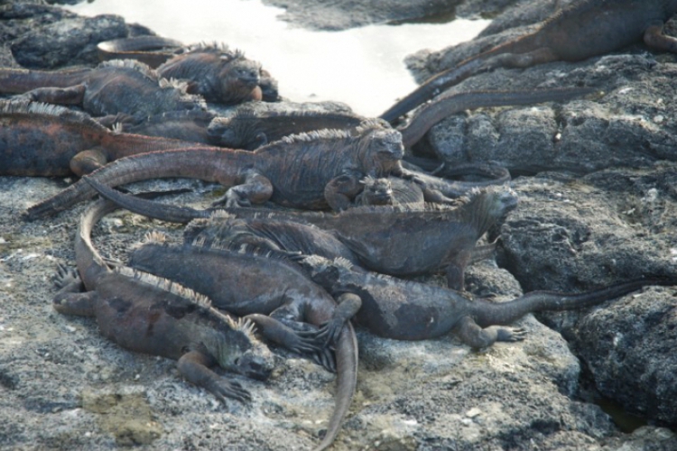 Galapagos 2008