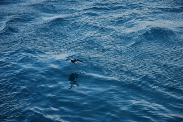 Galapagos 2008