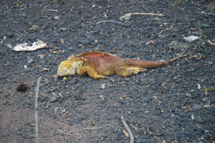 Galapagos 2008