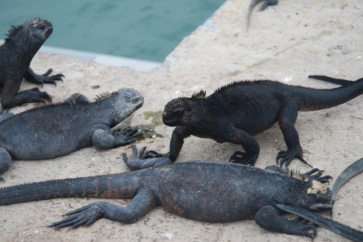 Galapagos 2008