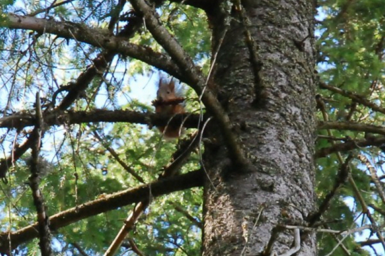 Wiewiórka na naszej wyspie, w okolicach Kokemaki