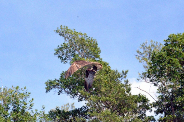 Everglades fot. Robert Spławski