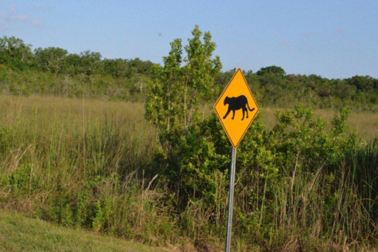 Everglades fot. Robert Spławski