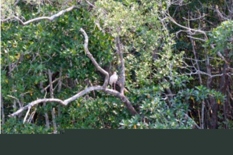 Everglades fot. Robert Spławski