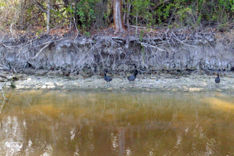 Everglades fot. Robert Spławski