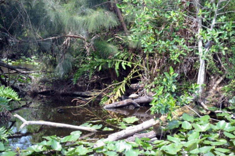 Everglades fot. Robert Spławski