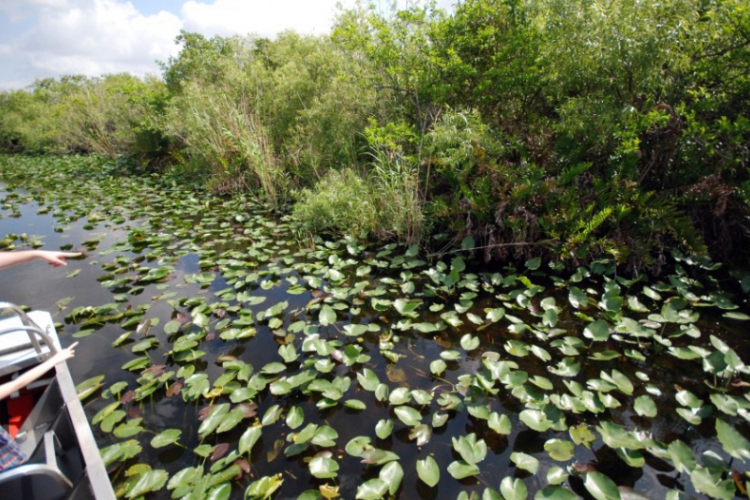 Everglades