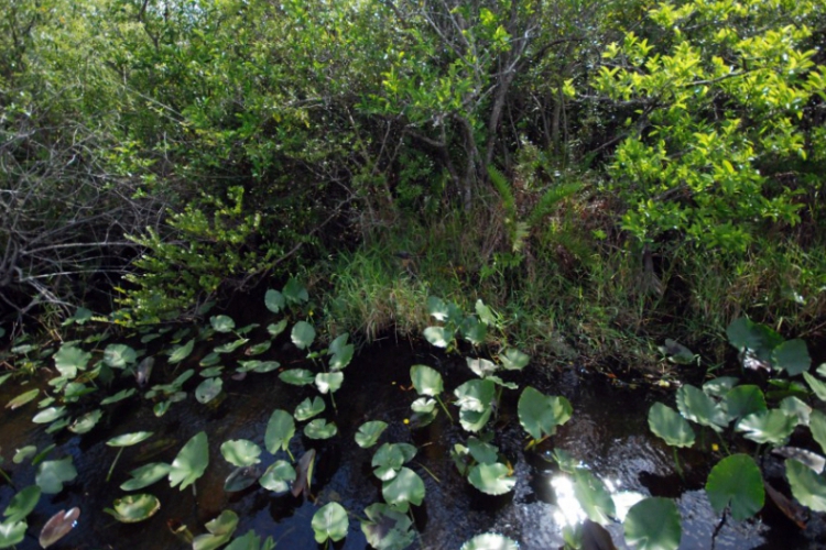 Everglades