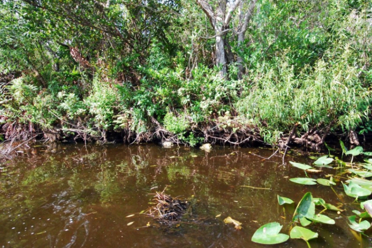 Everglades