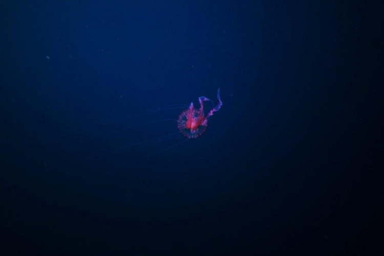 Meduza świecąca
