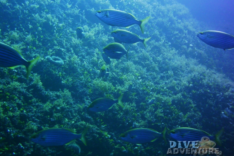 Gozo - Sarpa-salpa