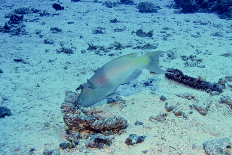 „Moje Hawaje” - Wieloryby, nurkowanie i samolot (Divers24 10-05-2016)