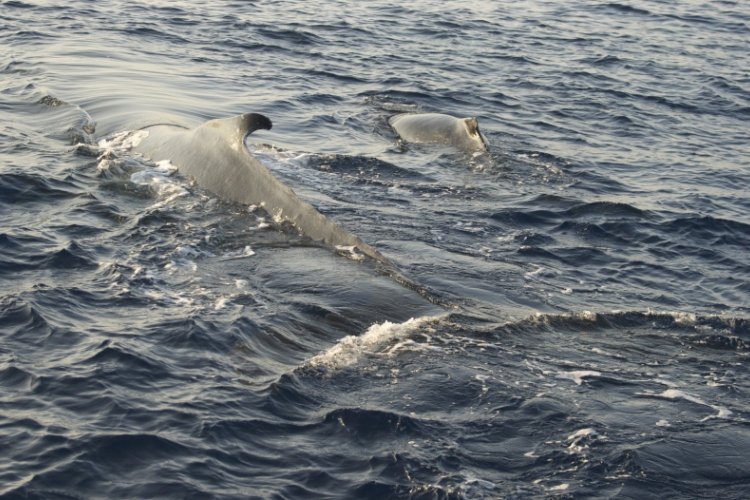 „Moje Hawaje” - Wieloryby, nurkowanie i samolot (Divers24 10-05-2016)