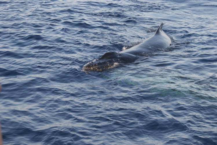 „Moje Hawaje” - Wieloryby, nurkowanie i samolot (Divers24 10-05-2016)