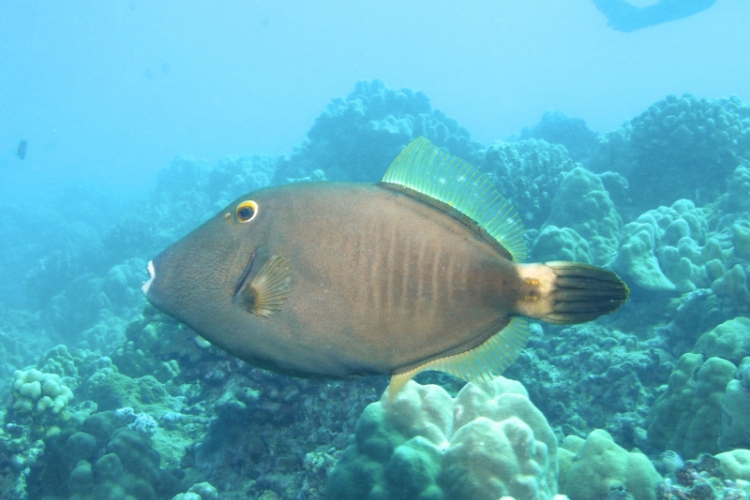 „Moje Hawaje” - Witamy na Oahu (Divers24 05-04-2016)