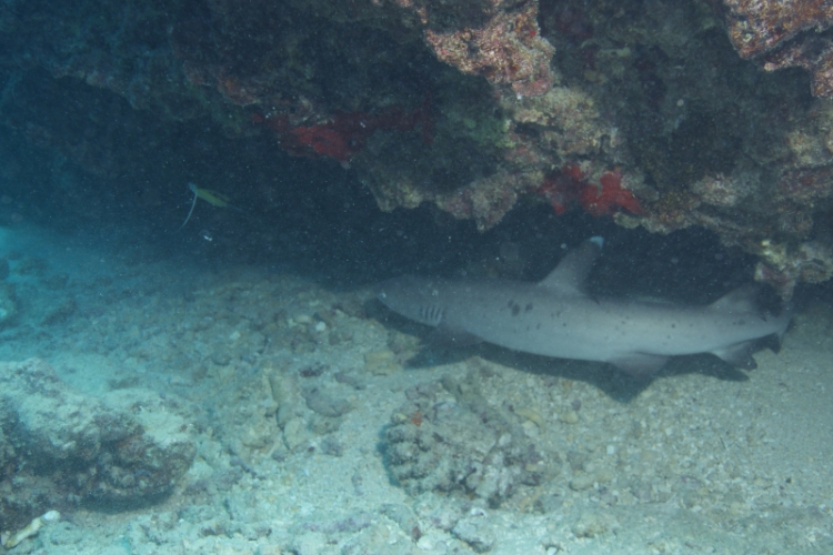 „Moje Hawaje” - Witamy na Oahu (Divers24 05-04-2016)