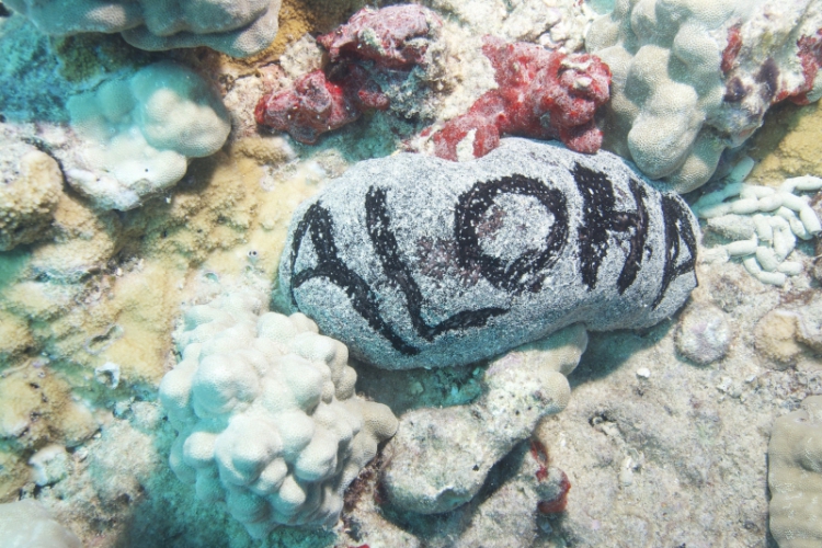 „Moje Hawaje” - Witamy na Oahu (Divers24 05-04-2016)