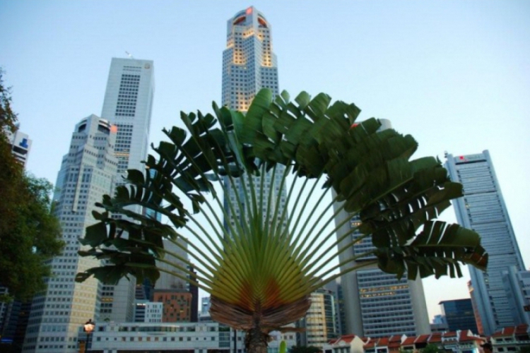 Singapur